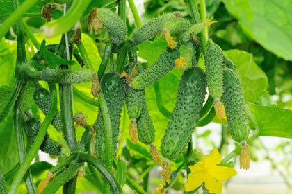SeedsUA Grandpa's Granddaughter cucumber seed pack for easy planting