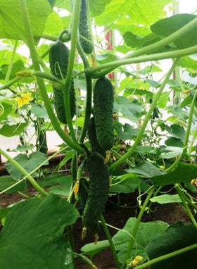 SeedsUA English instructions included for simple sowing