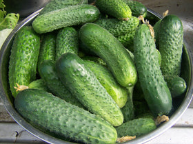 SeedsUA pickling cucumber fruit for crisp preserves