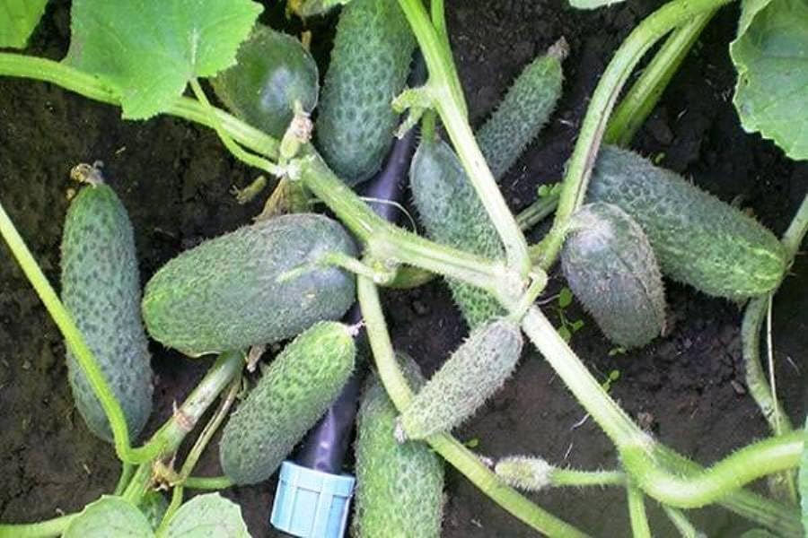 SeedsUA cucumber seedling in pot ready for container gardening