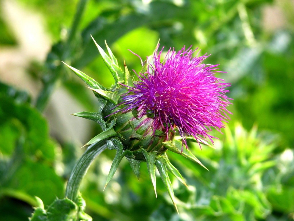 SeedsUA Holy Thistle Milk direct sow in prepared garden soil.