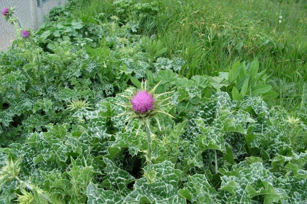 SeedsUA Holy Thistle Milk seeds drying after harvest in a warm area.