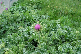 SeedsUA Holy Thistle Milk seeds drying after harvest in a warm area.