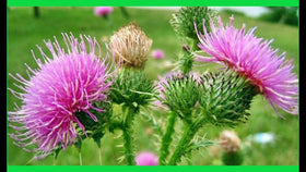 SeedsUA Holy Thistle Milk instruction card included for easy growing.
