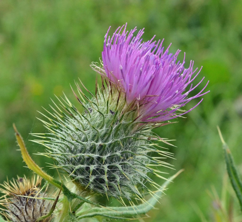 SeedsUA Holy Thistle Milk leaves showcase marble pattern for ornamental contrast.