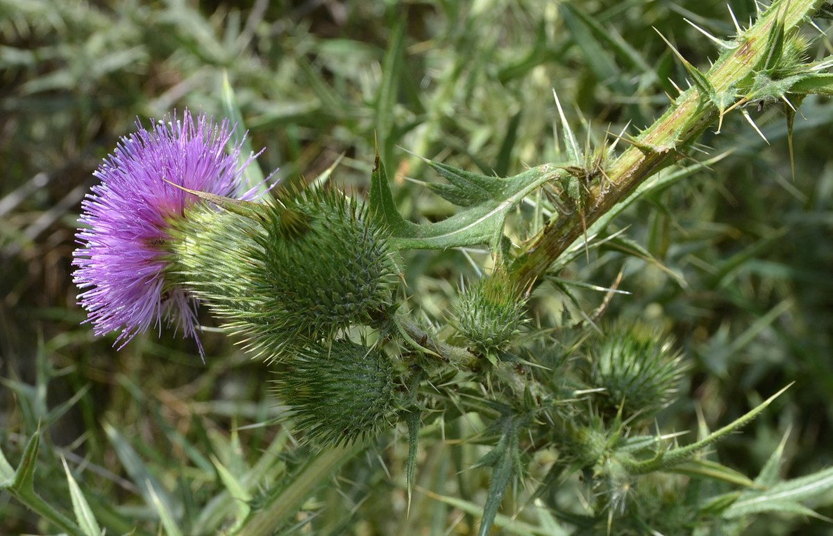 SeedsUA Holy Thistle Milk red-purple flowers brighten the herb border.