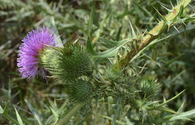 SeedsUA Holy Thistle Milk red-purple flowers brighten the herb border.