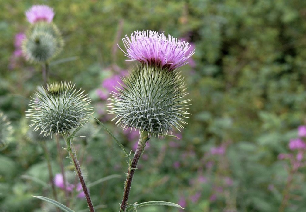 SeedsUA Holy Thistle Milk seed harvest beginning in sunny garden patch.