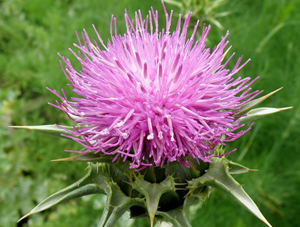 SeedsUA Holy Thistle Milk seed pack ready for spring garden planting.