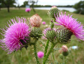 SeedsUA Holy Thistle Milk young sprout emerging in an herb bed.