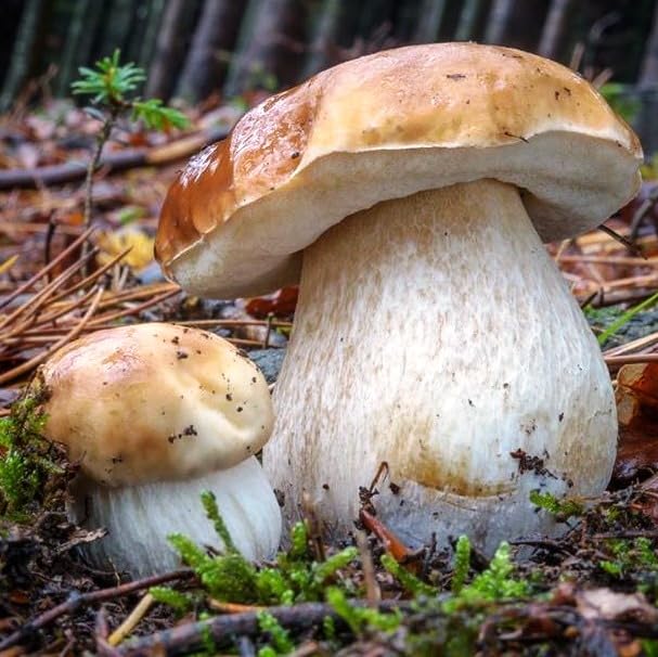 SeedsUA king boletus spawn mycelium ready to form tree partnerships.