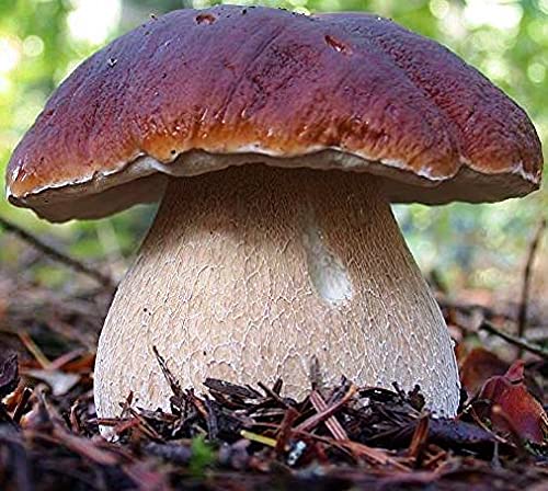 SeedsUA porcini mushrooms caps showcase large, earthy, nutty flavor potential.