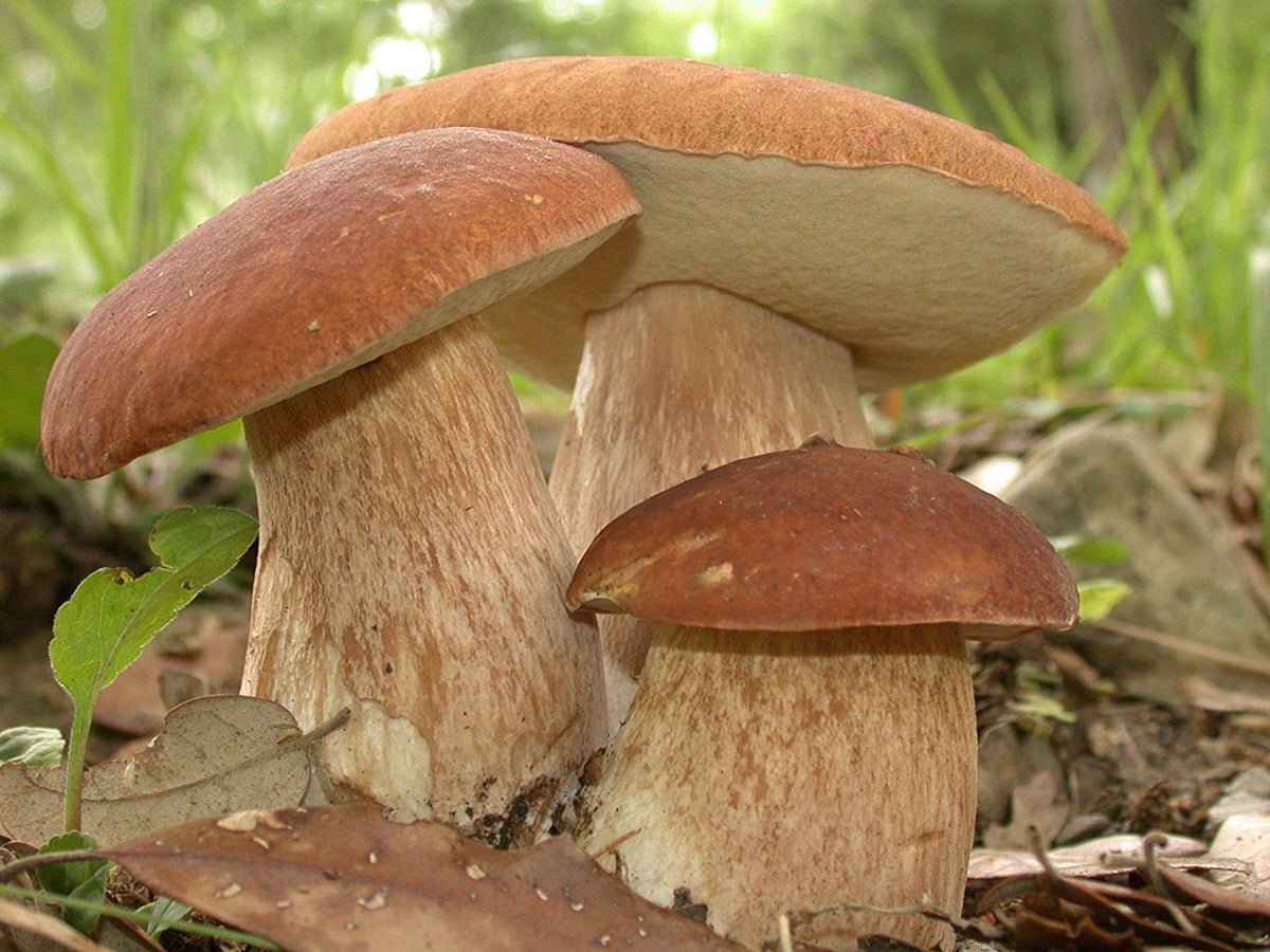 SeedsUA porcini mushrooms stems display cream color and sturdy texture.