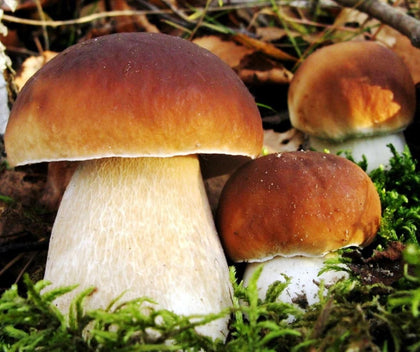 SeedsUA porcini spores pack for backyard cultivation and gourmet harvests.