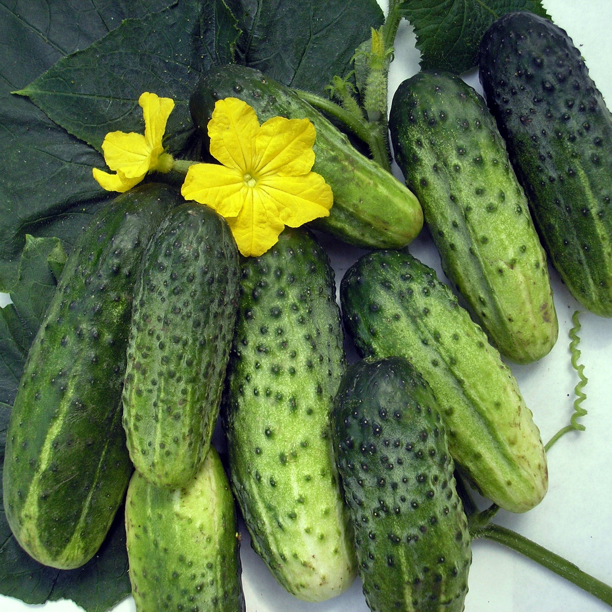 Close-up of Titus F1 cucumber fruit showing crisp, green skin.