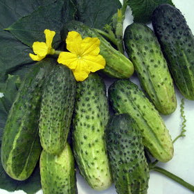 Close-up of Titus F1 cucumber fruit showing crisp, green skin.