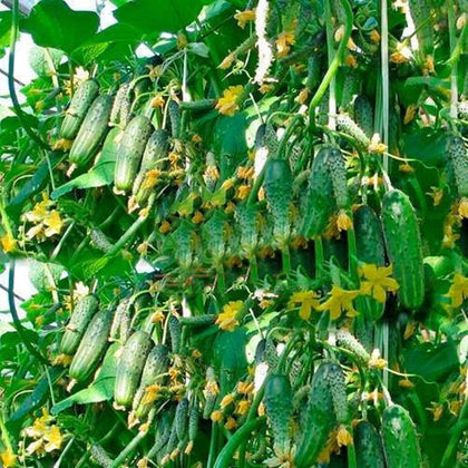 SeedsUA Titus F1 cucumber seeds pack designed for early-season planting.