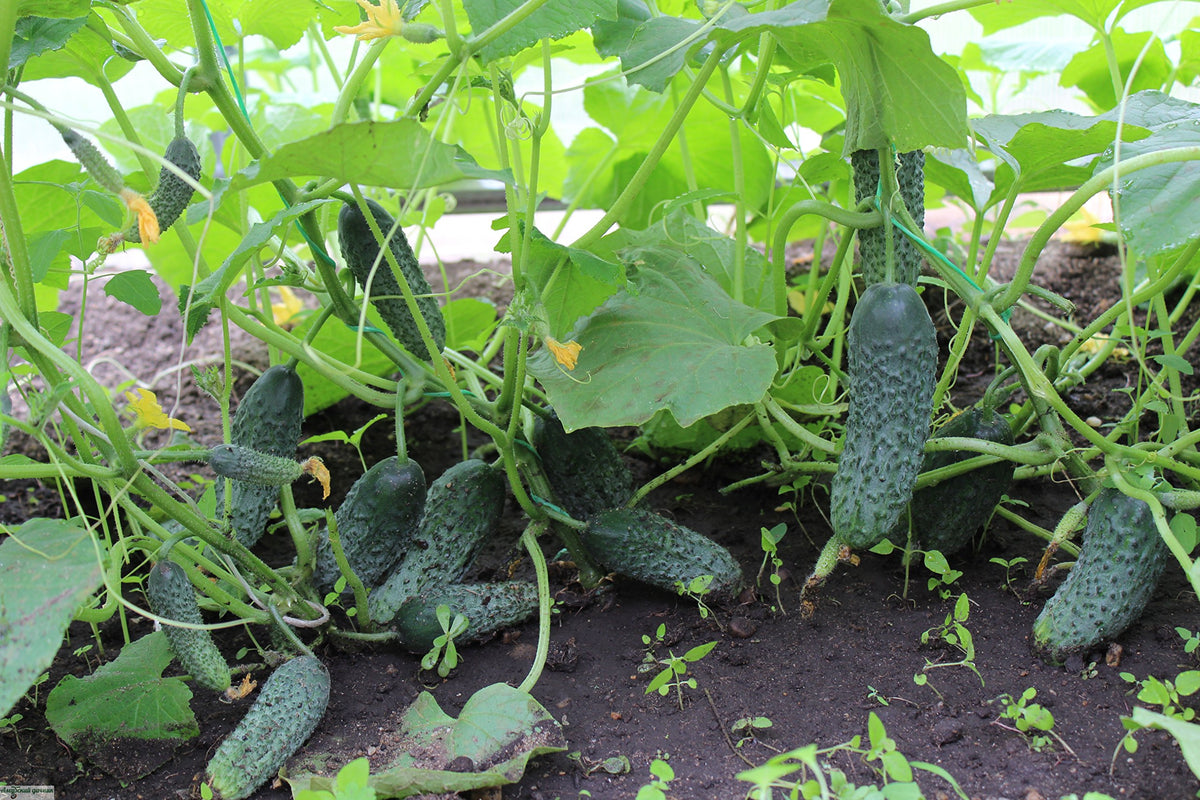 Harvest-ready Titus F1 cucumber measuring 4-5 inches.