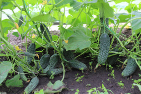 Harvest-ready Titus F1 cucumber measuring 4-5 inches.