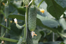 Indoor seed-start setup for Titus F1 cucumbers enabling early harvest.