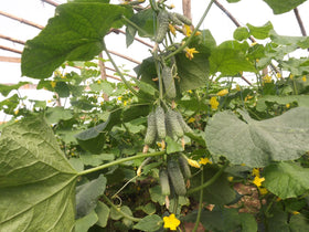 Soil and sun guidance for Titus F1 cucumbers promoting even growth.