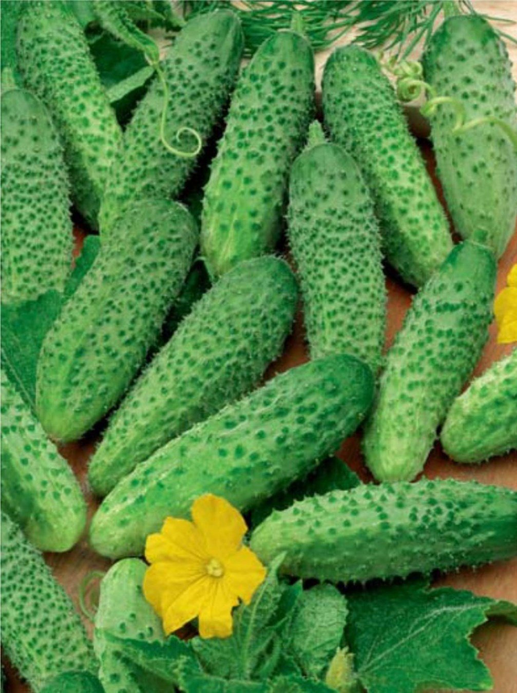 Titus F1 early harvest cucumber fruit ready for pickling and fresh eating.