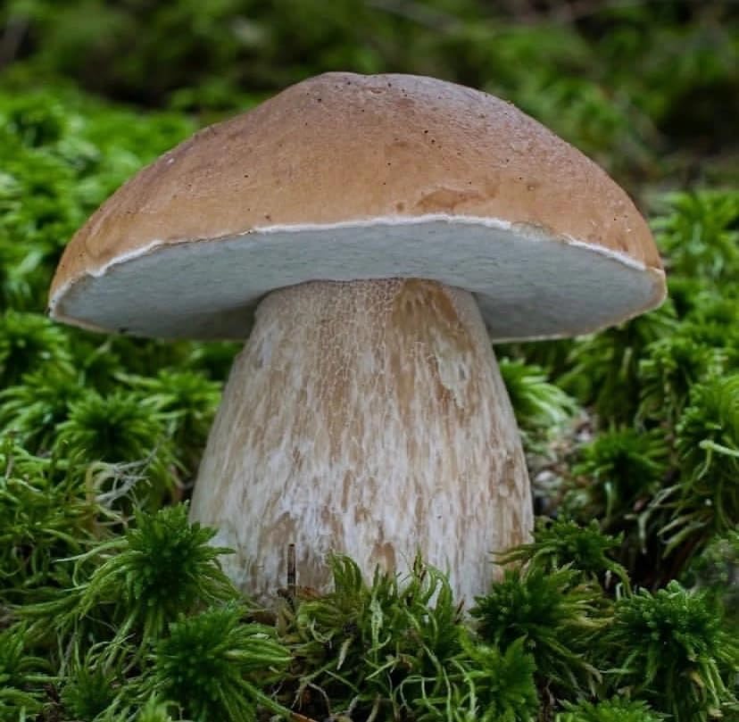 SeedsUA woodsy-porcini flavor image hints nutty-earthy aroma.