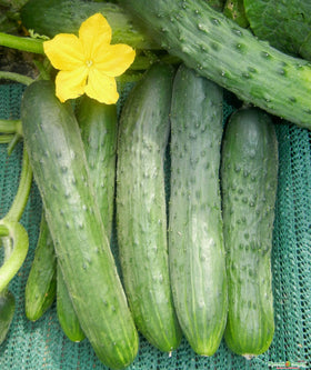 SeedsUA Zozula cucumber fruit long dark green ready to taste