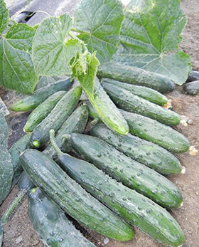 SeedsUA Zozula cucumber greenhouse setup suitable for spring and summer