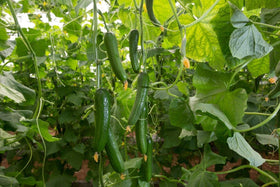 SeedsUA Zozula cucumber harvest-ready fruits on the vine for fresh use