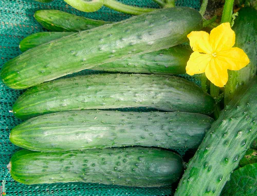 SeedsUA Zozula cucumber heirloom parthenocarpic variety for home gardening