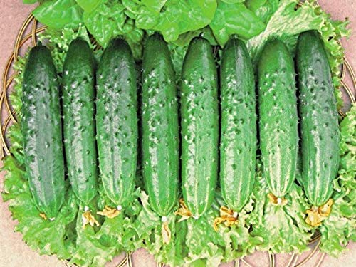 SeedsUA Zozula cucumber packaging with English instructions included
