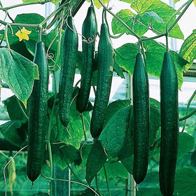 SeedsUA Zozula cucumber seed pack with 10 seeds for quick planting