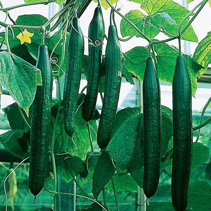 SeedsUA Zozula cucumber seed pack with 10 seeds for quick planting