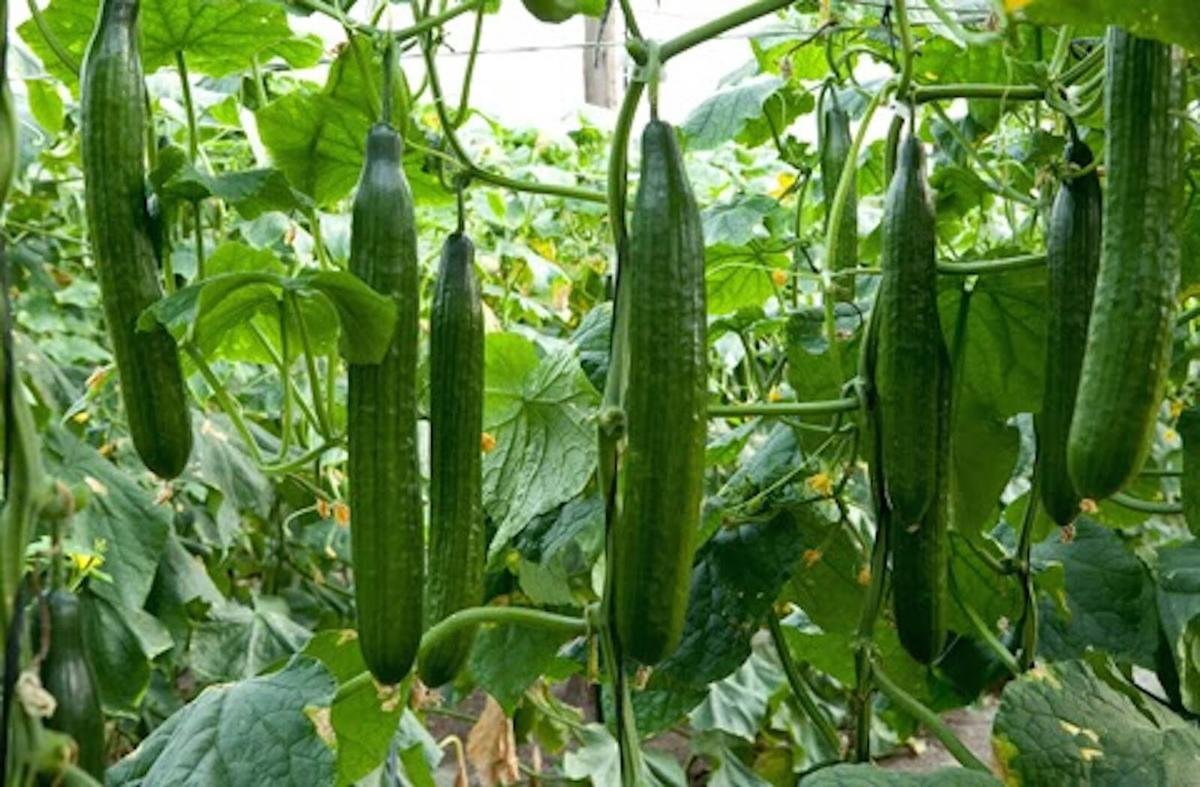 SeedsUA Zozula cucumber vine growth in greenhouse for steady development