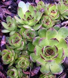 Seedville 25-seeds-mixed-hens-chicks-bloom: vibrant summer rosettes add garden color.