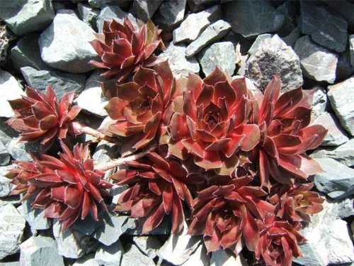 Seedville drought-tolerant-succulent: thrives in dry soils with minimal watering.