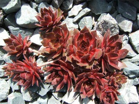 Seedville drought-tolerant-succulent: thrives in dry soils with minimal watering.