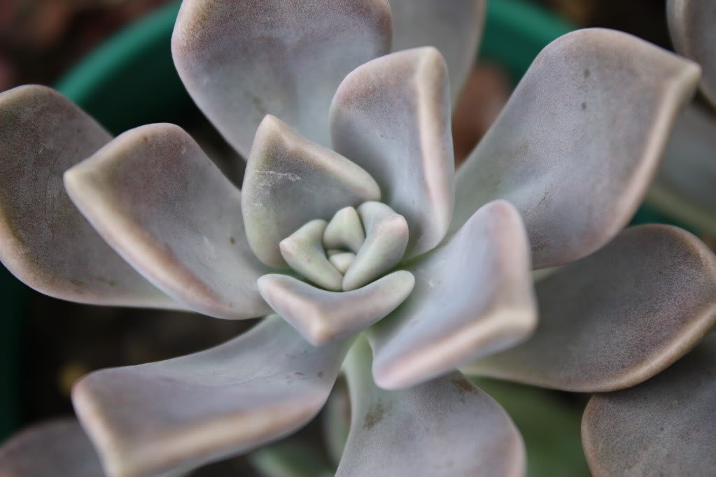 Seedville hens-chicks-compact-height-3in: compact rosettes for small spaces.