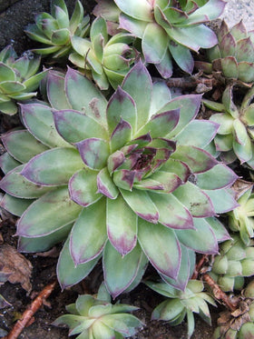 Seedville hens-chicks-ground-cover-evergreen: dense evergreen ground cover for sunny, dry spaces.