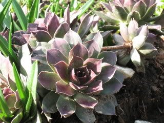 Seedville hens-chicks-plant-spacing-3-12in: flexible spacing for ground cover or pots.