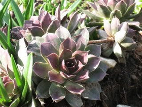 Seedville hens-chicks-plant-spacing-3-12in: flexible spacing for ground cover or pots.
