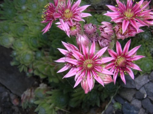 Seedville hens-chicks-summer-bloom: bright seasonal color in beds and planters.