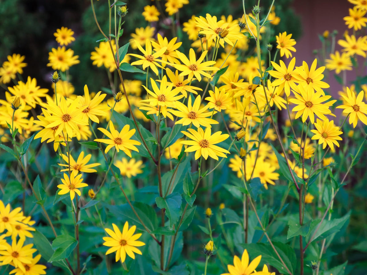 Seedville Jerusalem Artichoke blooms in late summer, adding color and pollinator forage