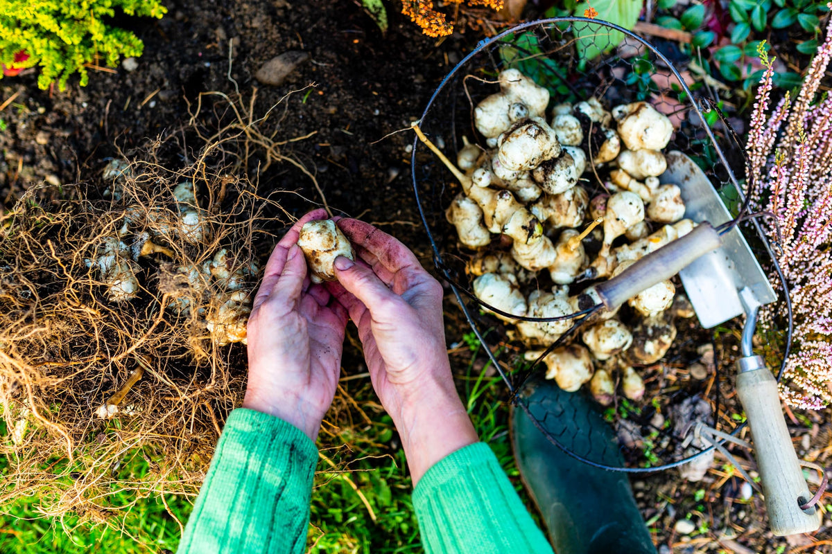 Seedville Jerusalem Artichoke harvest windows indicating late season readiness