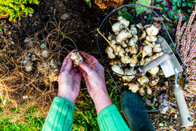 Seedville Jerusalem Artichoke harvest windows indicating late season readiness