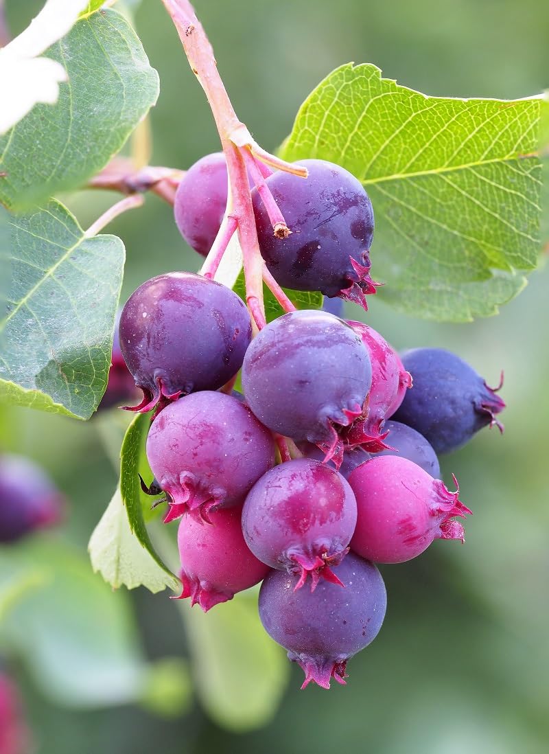 Seedville Saskatoon Serviceberry berries offer fresh eating and versatile uses in jams.