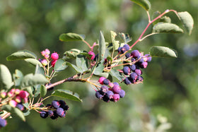 Seedville Saskatoon Serviceberry grows hardy in zones 2-7, suited for borders.