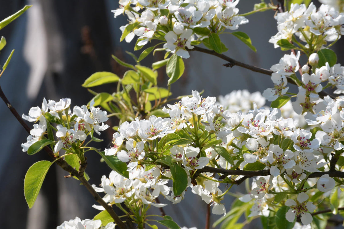 Seedville Saskatoon Serviceberry seeds give twenty chances to establish a multi season native shrub.