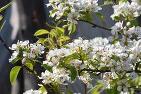 Seedville Saskatoon Serviceberry seeds give twenty chances to establish a multi season native shrub.